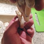 Recette de Cuisses de grenouilles en persillade